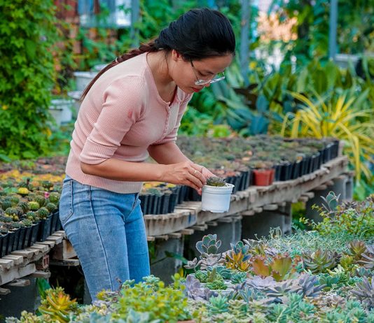 Khởi nghiệp từ vườn xương rồng, sen đá của 9x với số vốn khiêm tốn