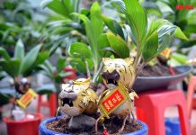 Bonsai dừa tạo hình hổ độc đáo đón tết Nhâm Dần 2022