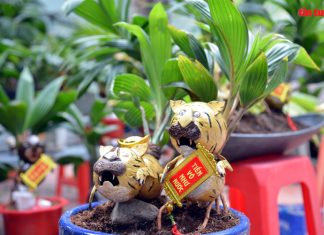 Bonsai dừa tạo hình hổ độc đáo đón tết Nhâm Dần 2022