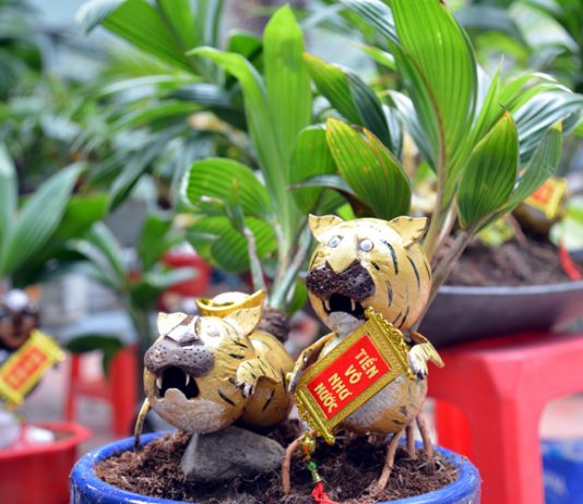 Bonsai dừa tạo hình hổ độc đáo đón tết Nhâm Dần 2022